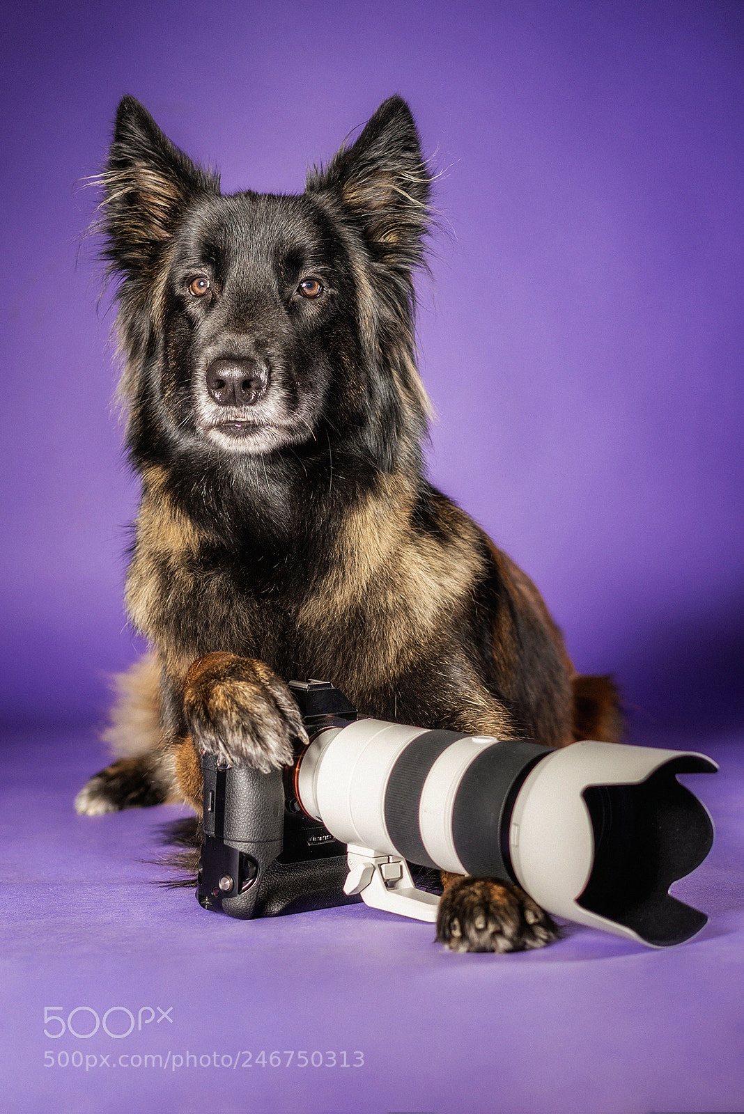 Sony a7R II sample photo. Little joe - the photography