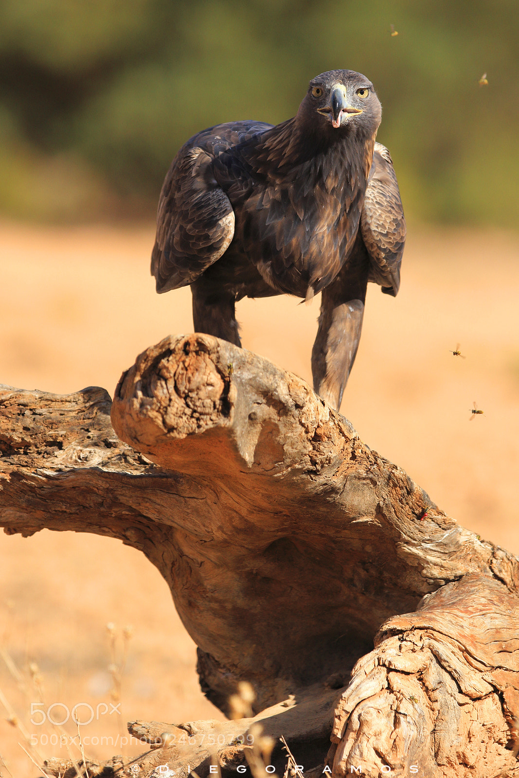 Canon EOS 7D Mark II sample photo. The queen photography