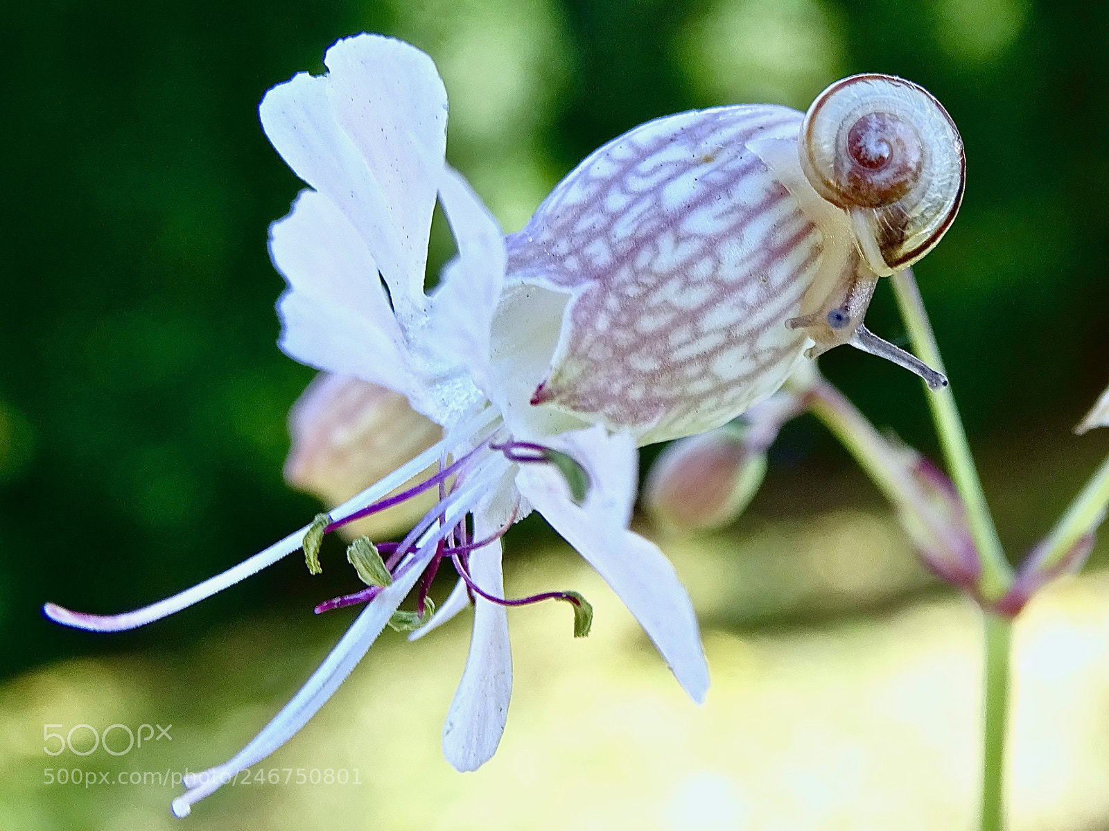 Sony Cyber-shot DSC-HX400V sample photo. *=* photography