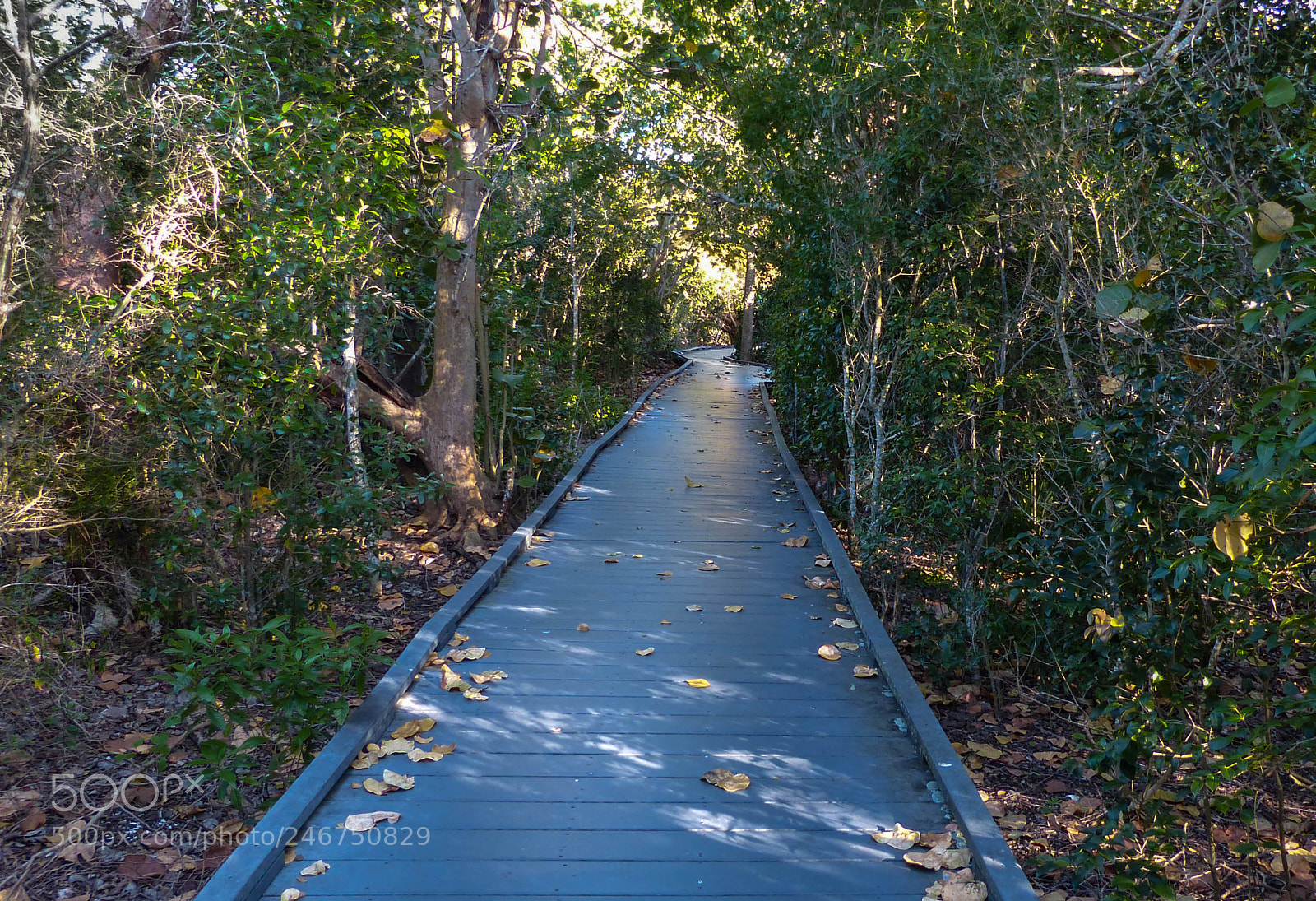 Panasonic Lumix DMC-FZ200 sample photo. Pathway photography