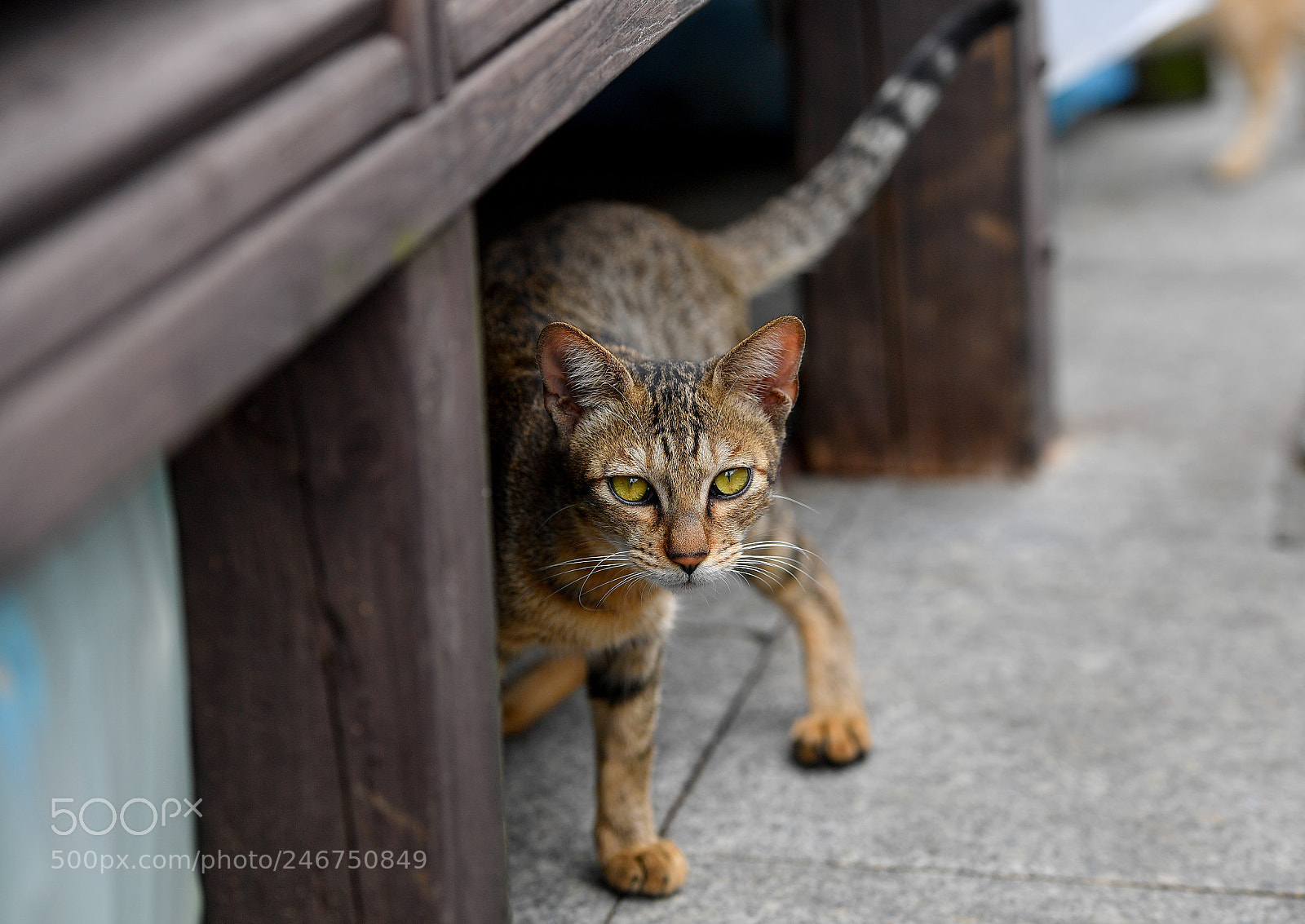 Nikon D5 sample photo. Cat photography