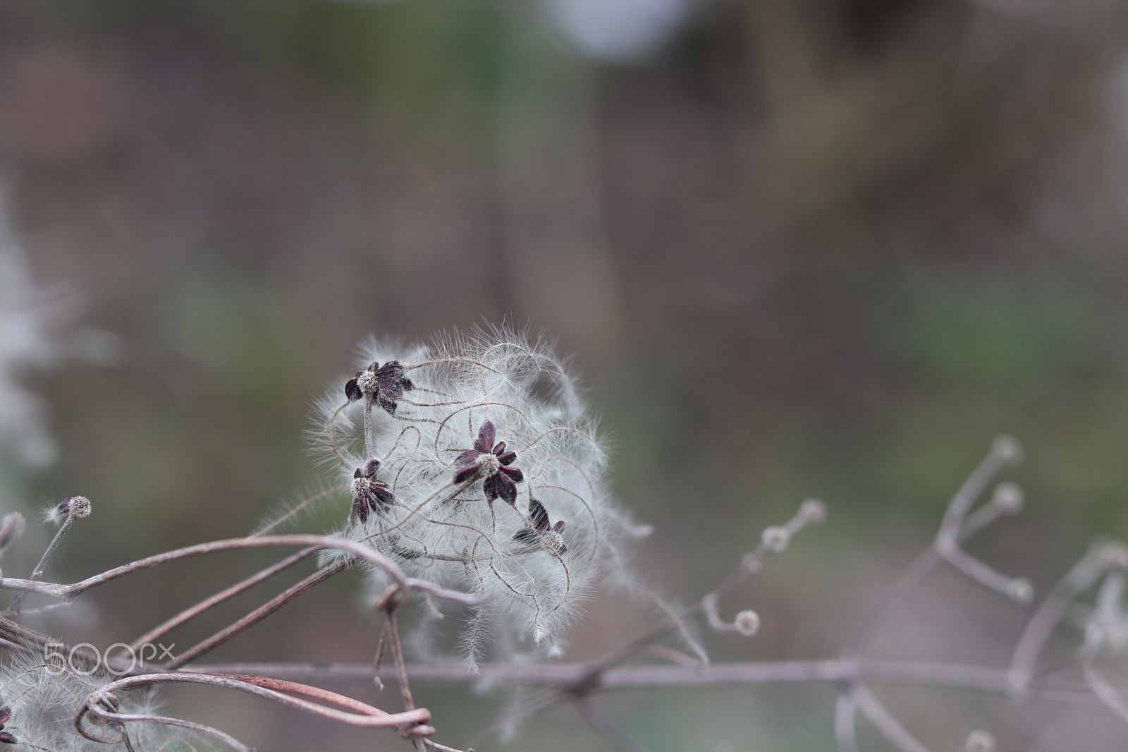 Canon EOS 800D (EOS Rebel T7i / EOS Kiss X9i) + Canon EF 50mm F1.8 STM sample photo. Clematis vitalba photography