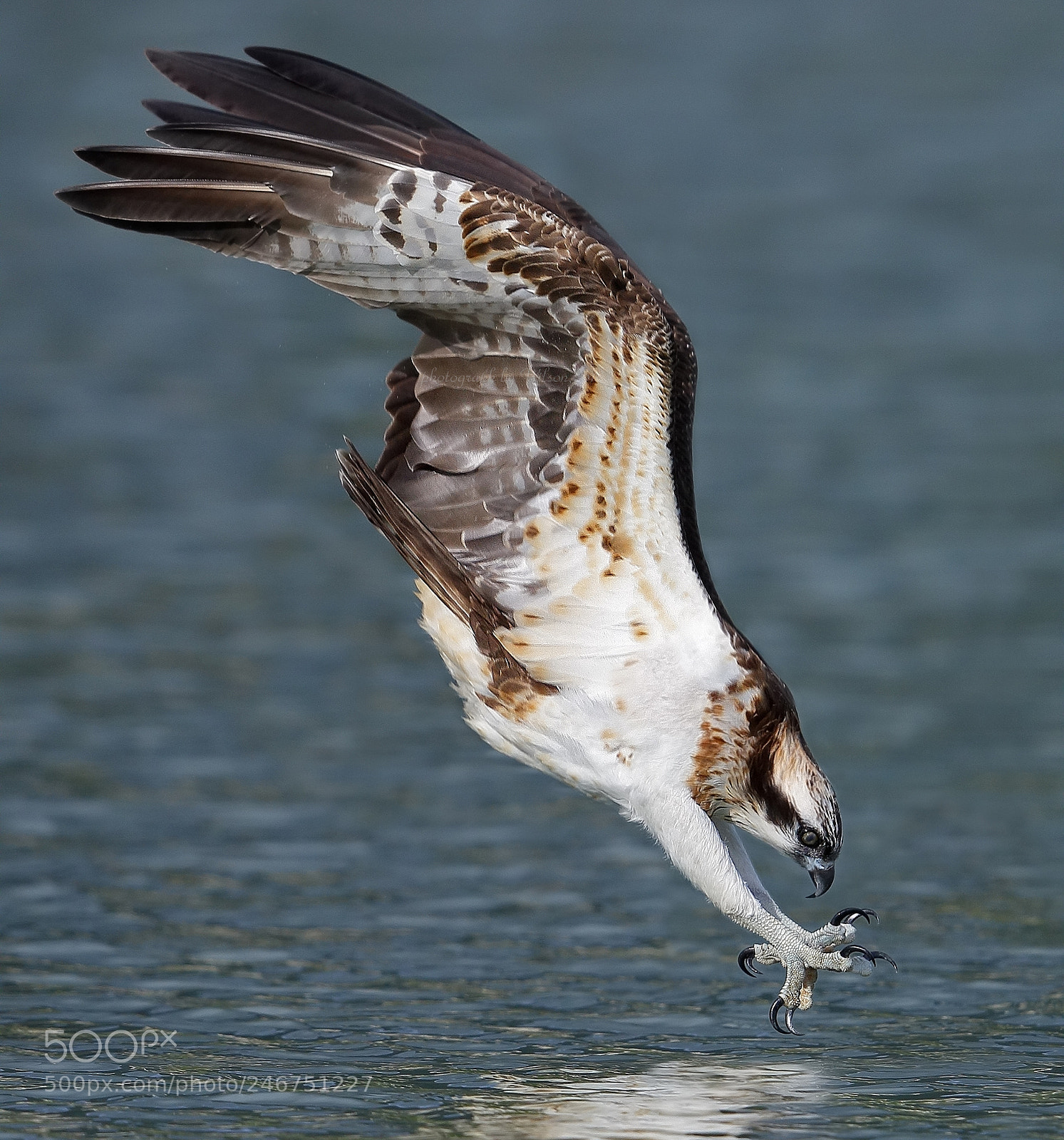 Canon EOS-1D X sample photo. Osprey photography