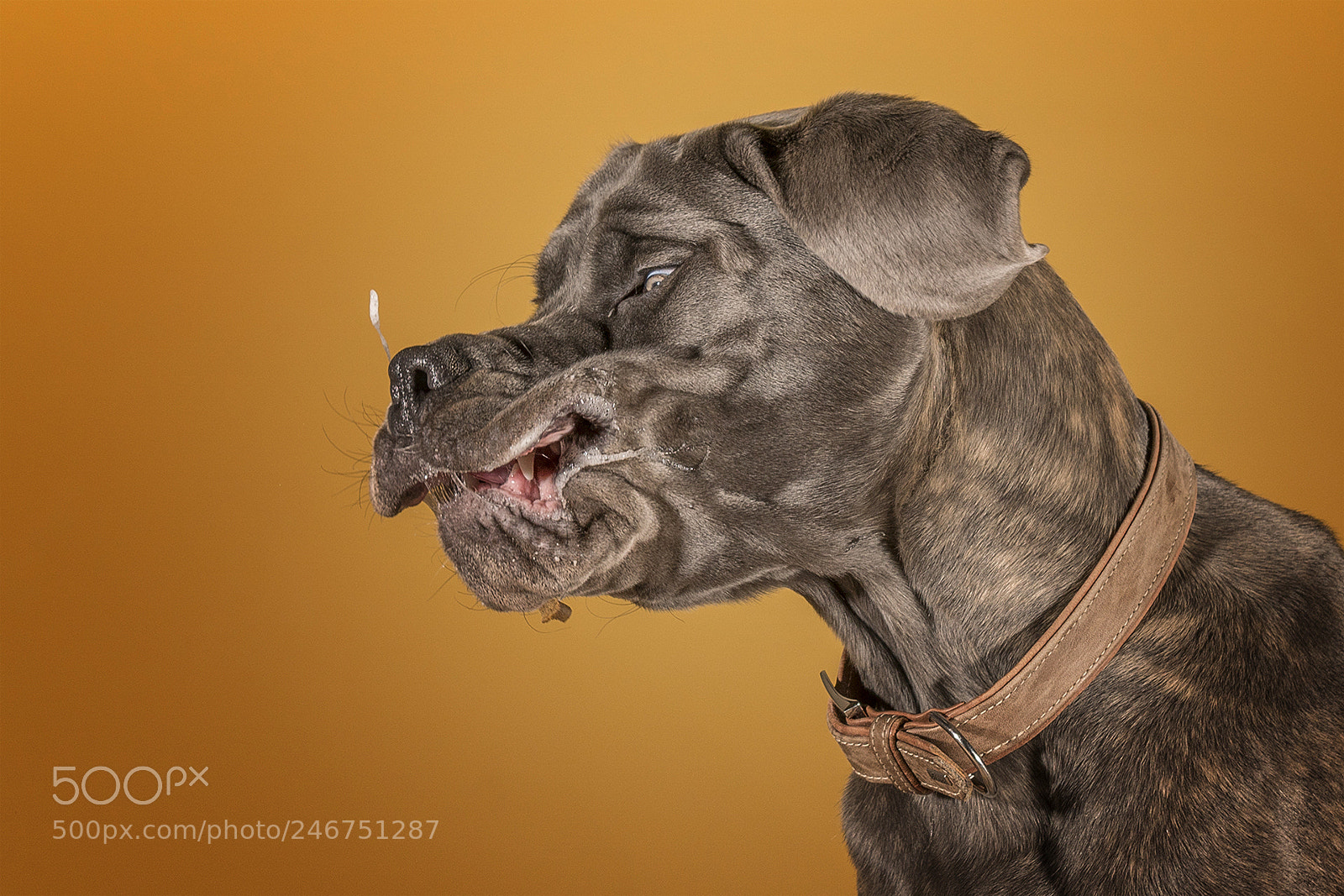 Sony a6500 sample photo. Hungry dog photography