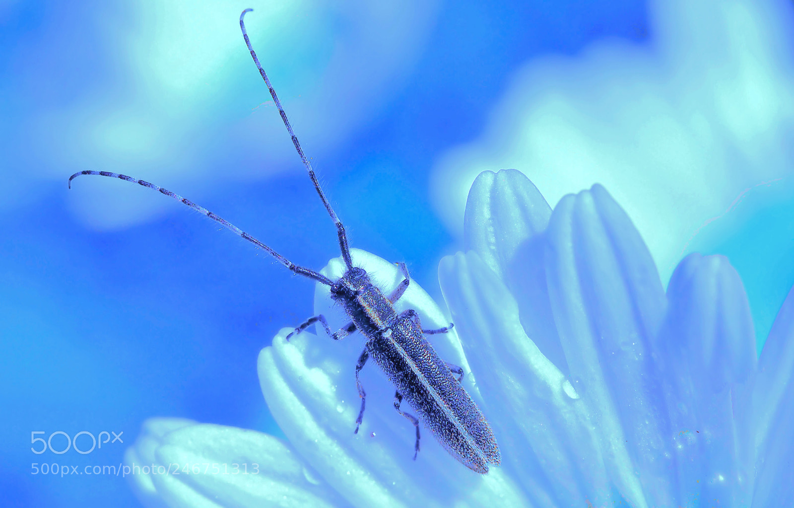 Olympus OM-D E-M5 sample photo. Spring in blue... photography