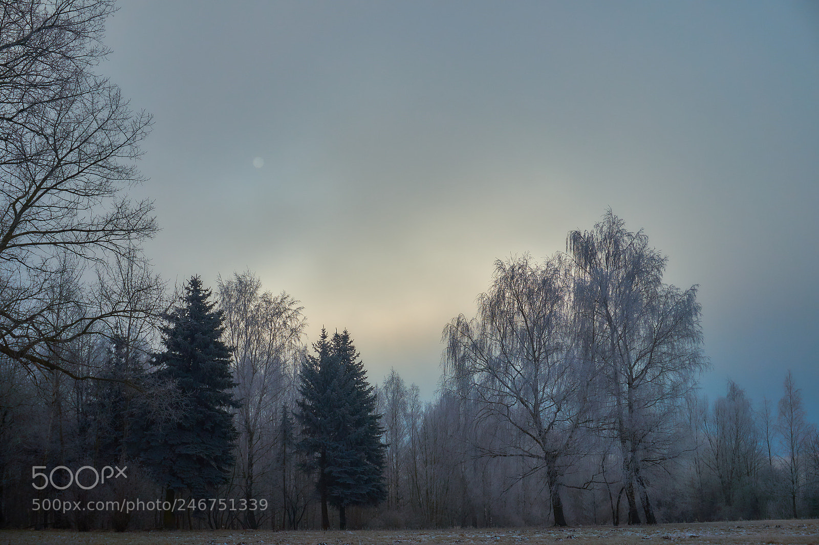 Sony Alpha a5000 (ILCE 5000) sample photo. White frost on trees photography