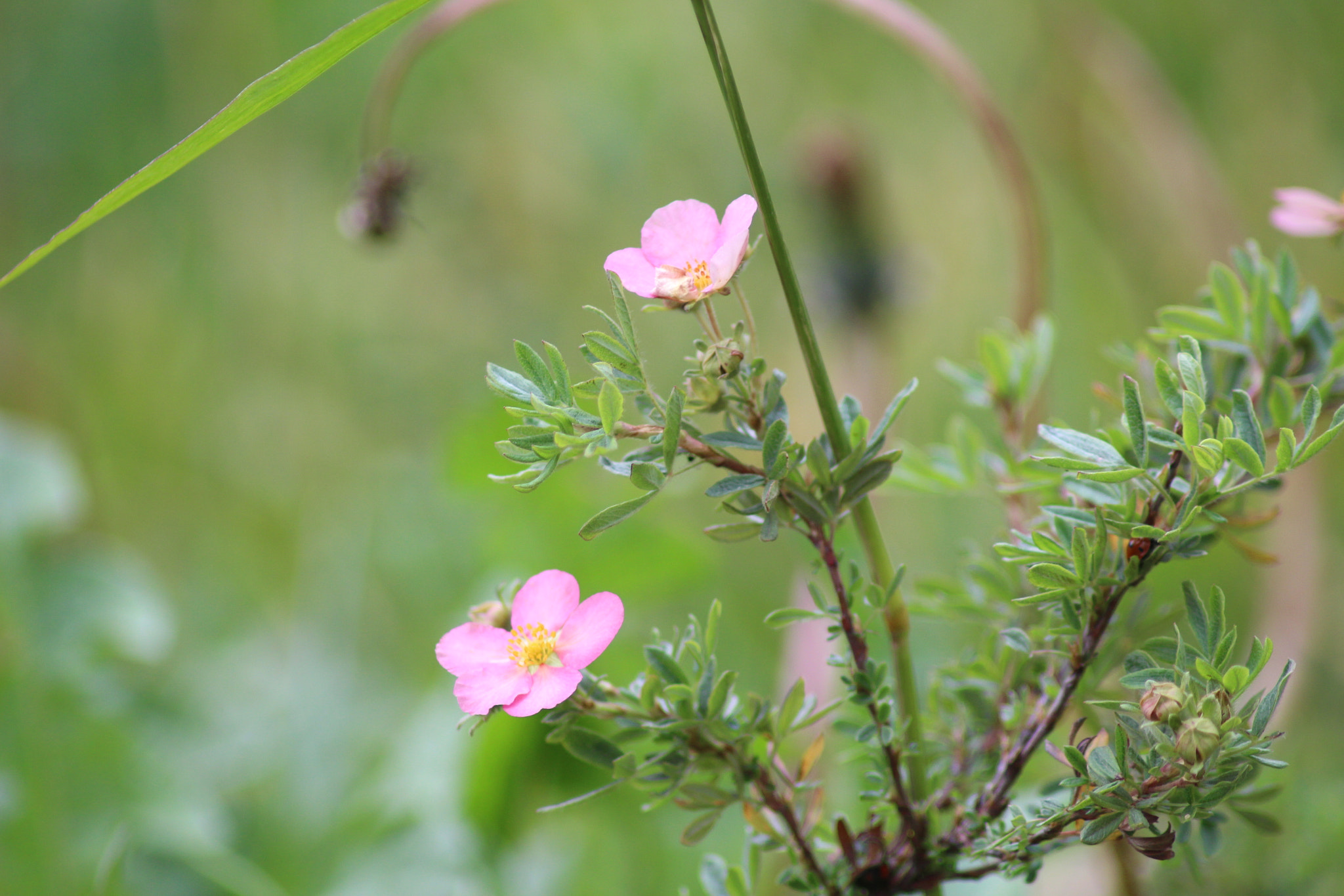 Canon EOS 650D (EOS Rebel T4i / EOS Kiss X6i) sample photo. Flower photography