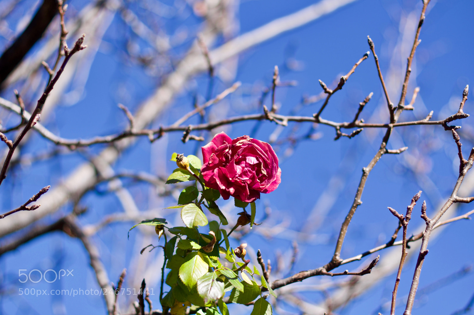Pentax K-3 sample photo. Lugu lake photography