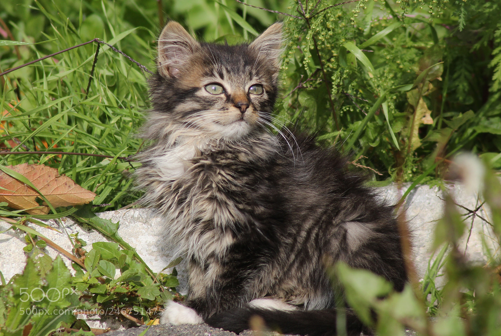 Canon EOS 650D (EOS Rebel T4i / EOS Kiss X6i) sample photo. Cat photography