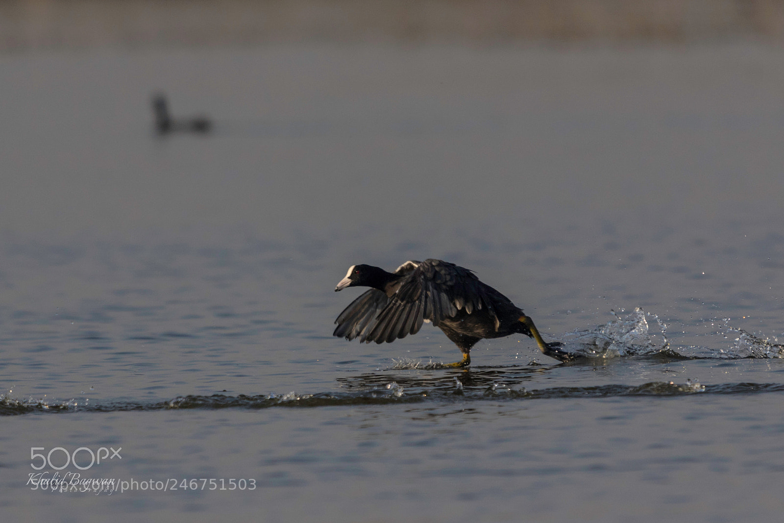 Canon EOS 7D Mark II sample photo. Eurasian coot photography