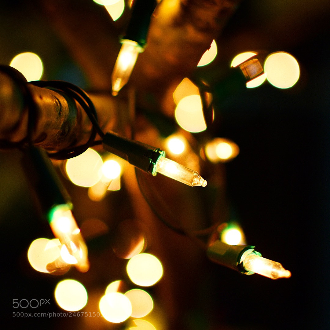 Nikon D5600 sample photo. Light in to the photography