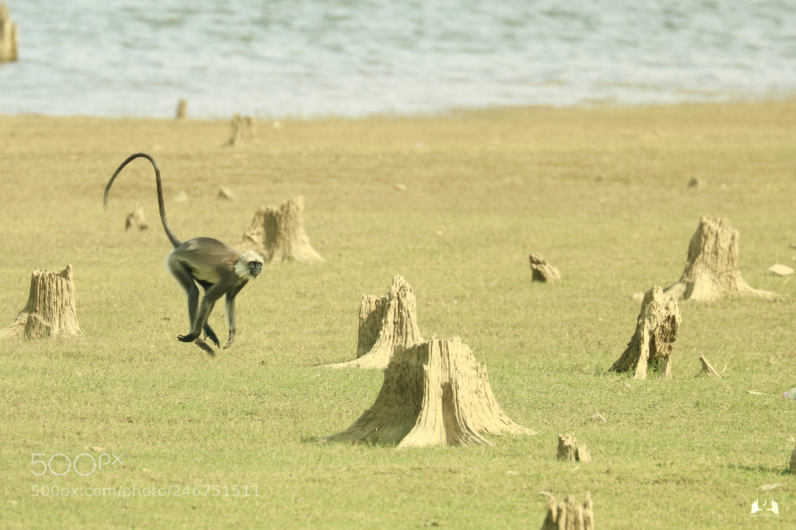 Canon EOS 750D (EOS Rebel T6i / EOS Kiss X8i) sample photo. No trees no problem photography