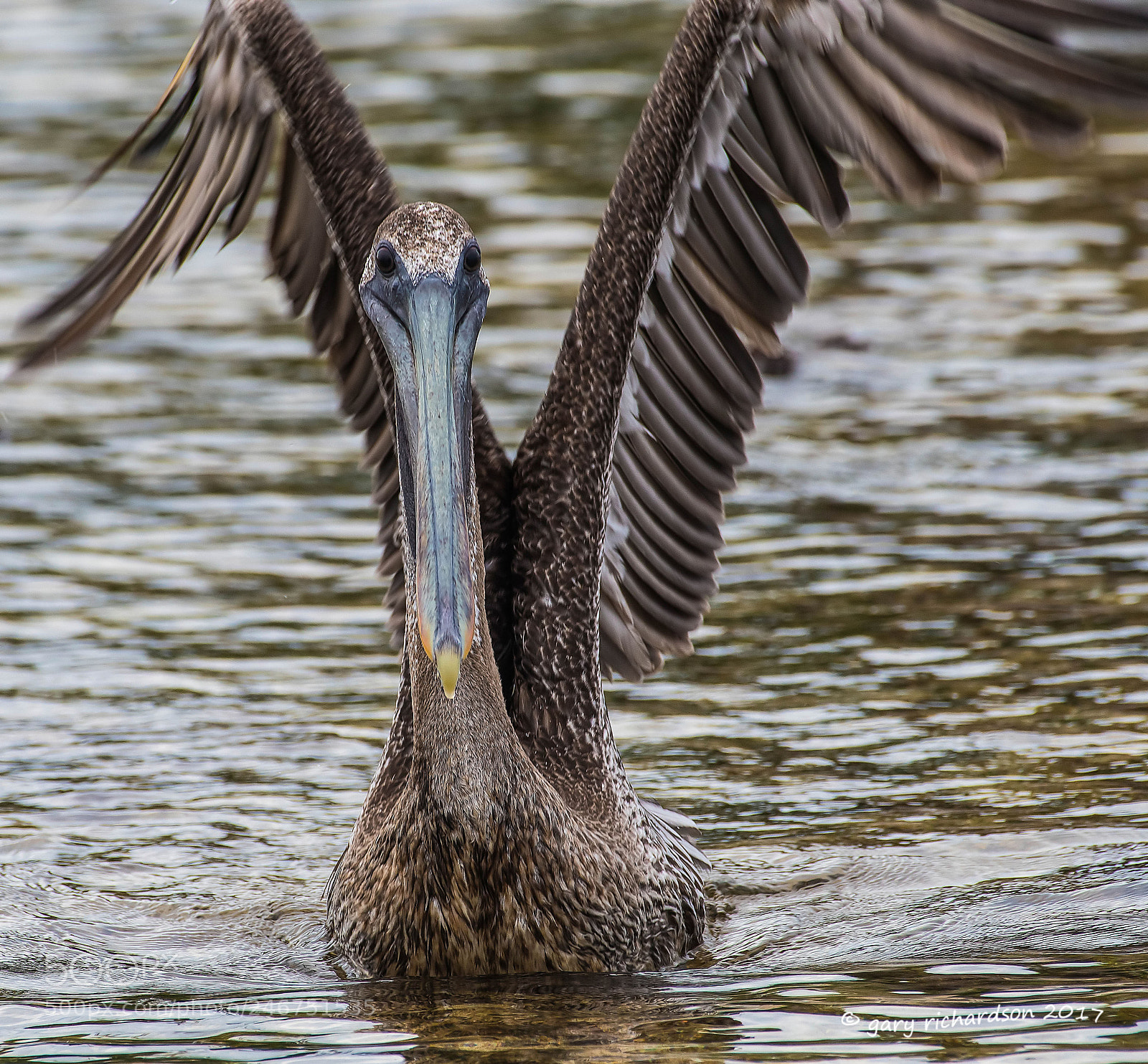 Nikon D500 sample photo. Brown pelican mexico () photography