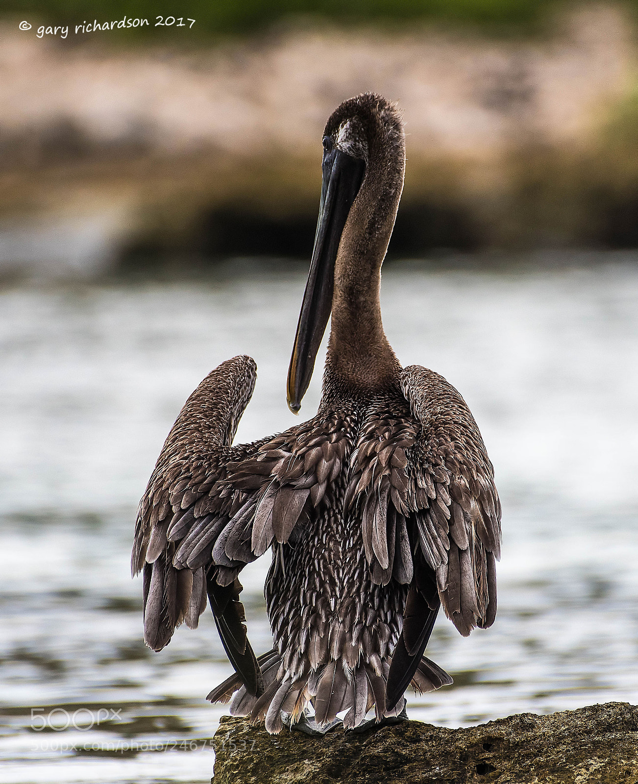 Nikon D500 sample photo. Brown pelican mexico () photography
