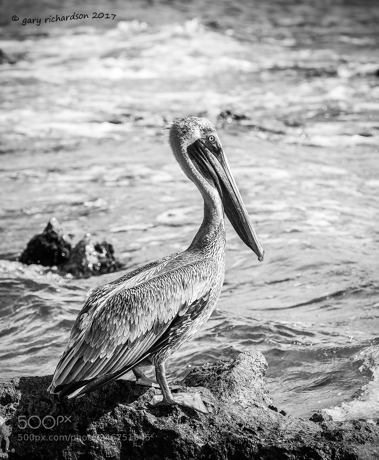 Nikon D810 sample photo. Brown pelican mexico () photography