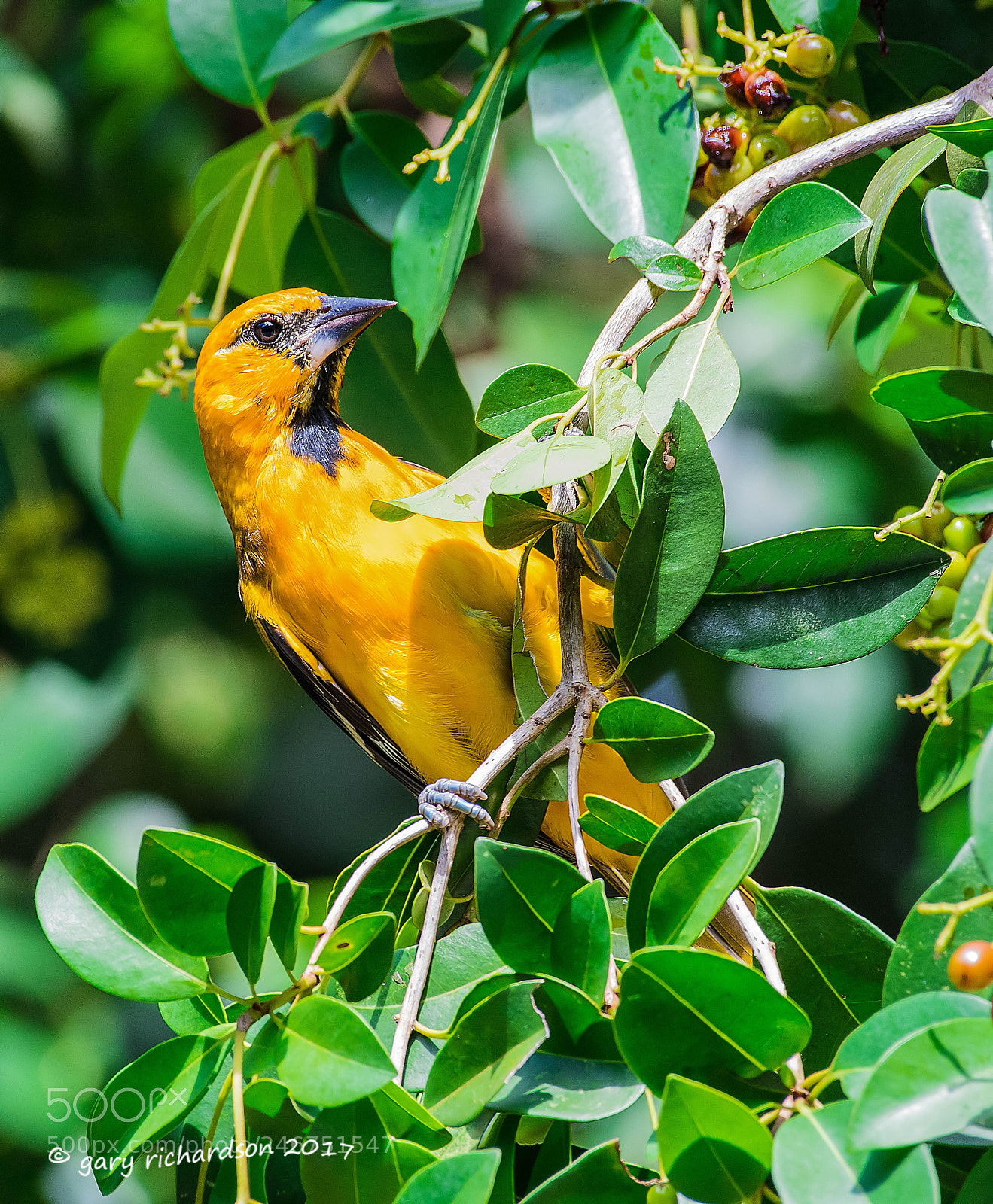 Nikon D500 sample photo. Hooded oriole mexico () photography