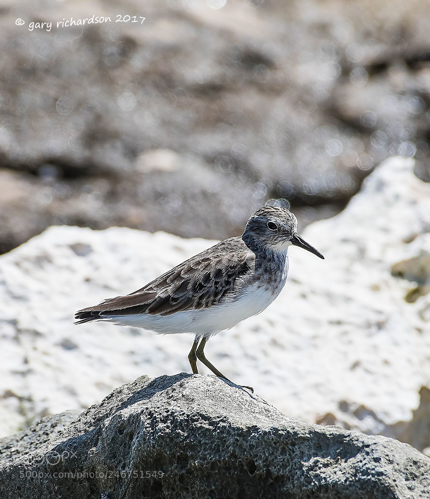 Nikon D500 sample photo. Least sandpiper mexico () photography