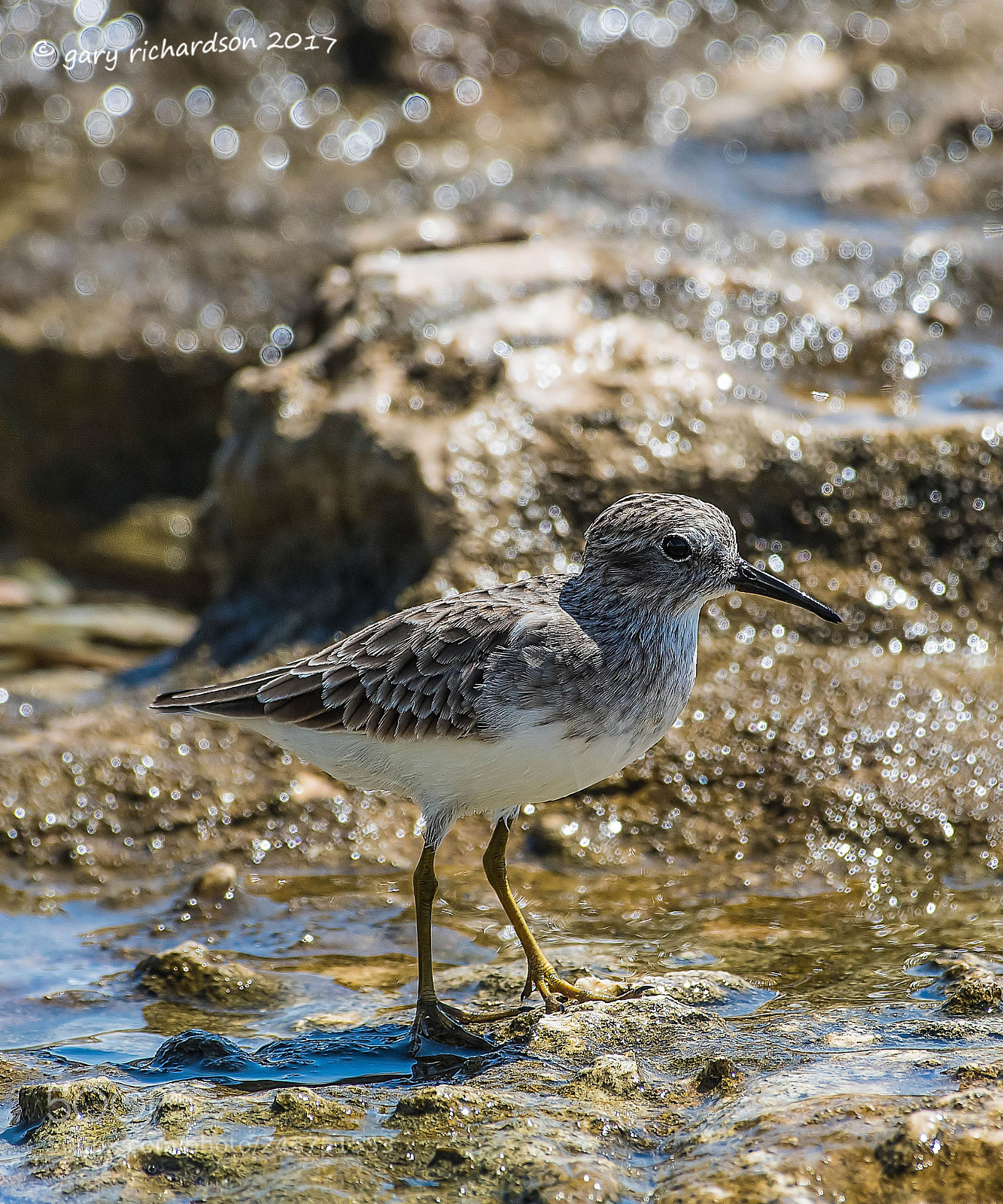 Nikon D500 sample photo. Least sandpiper mexico () photography