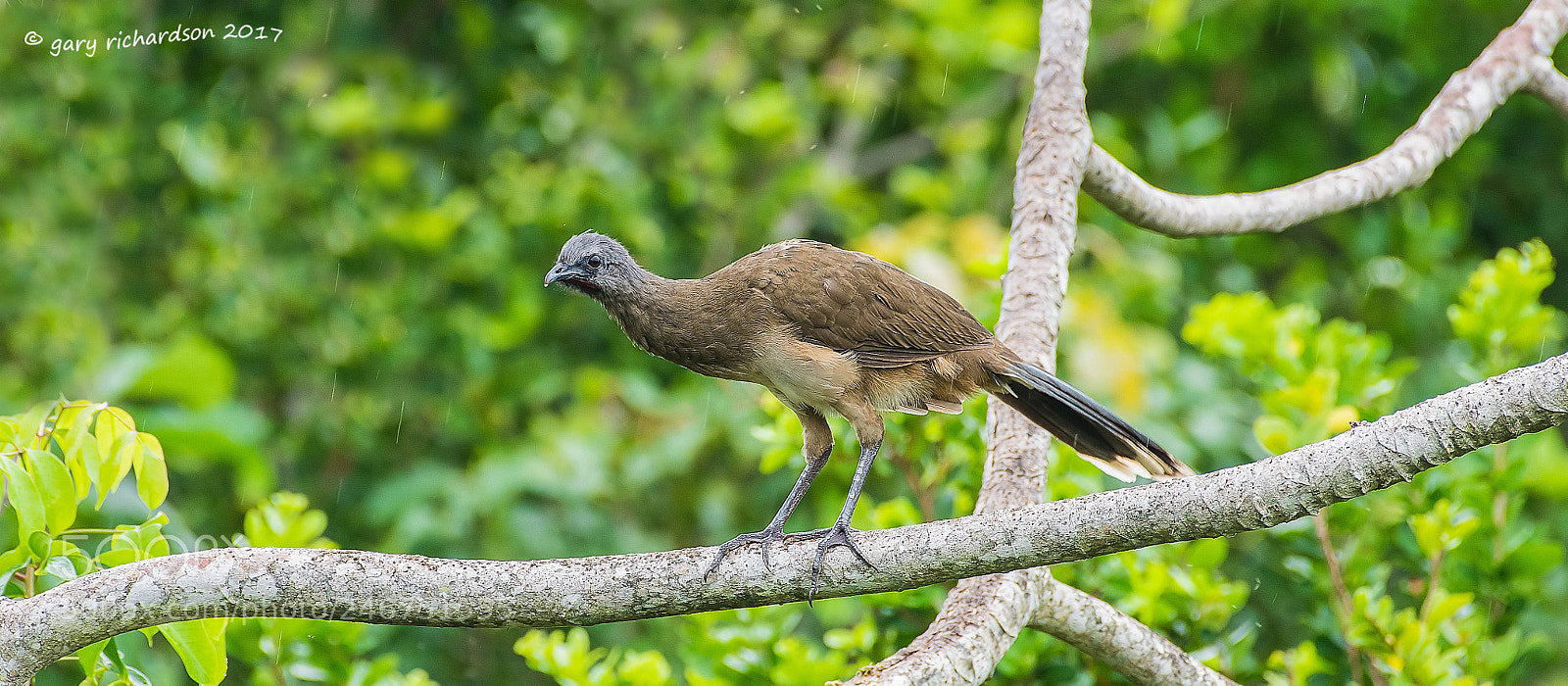 Nikon D500 sample photo. Plain chacalaca mexico photography