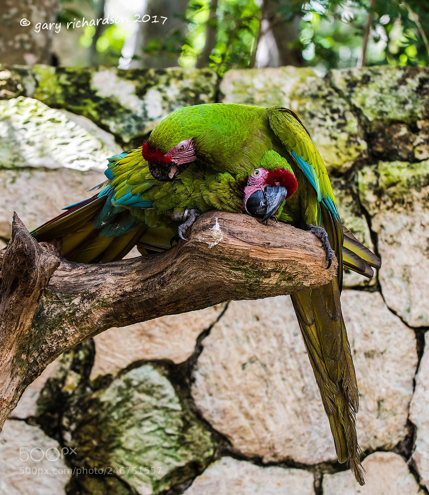 Nikon D810 sample photo. Red lored parrot mexico photography