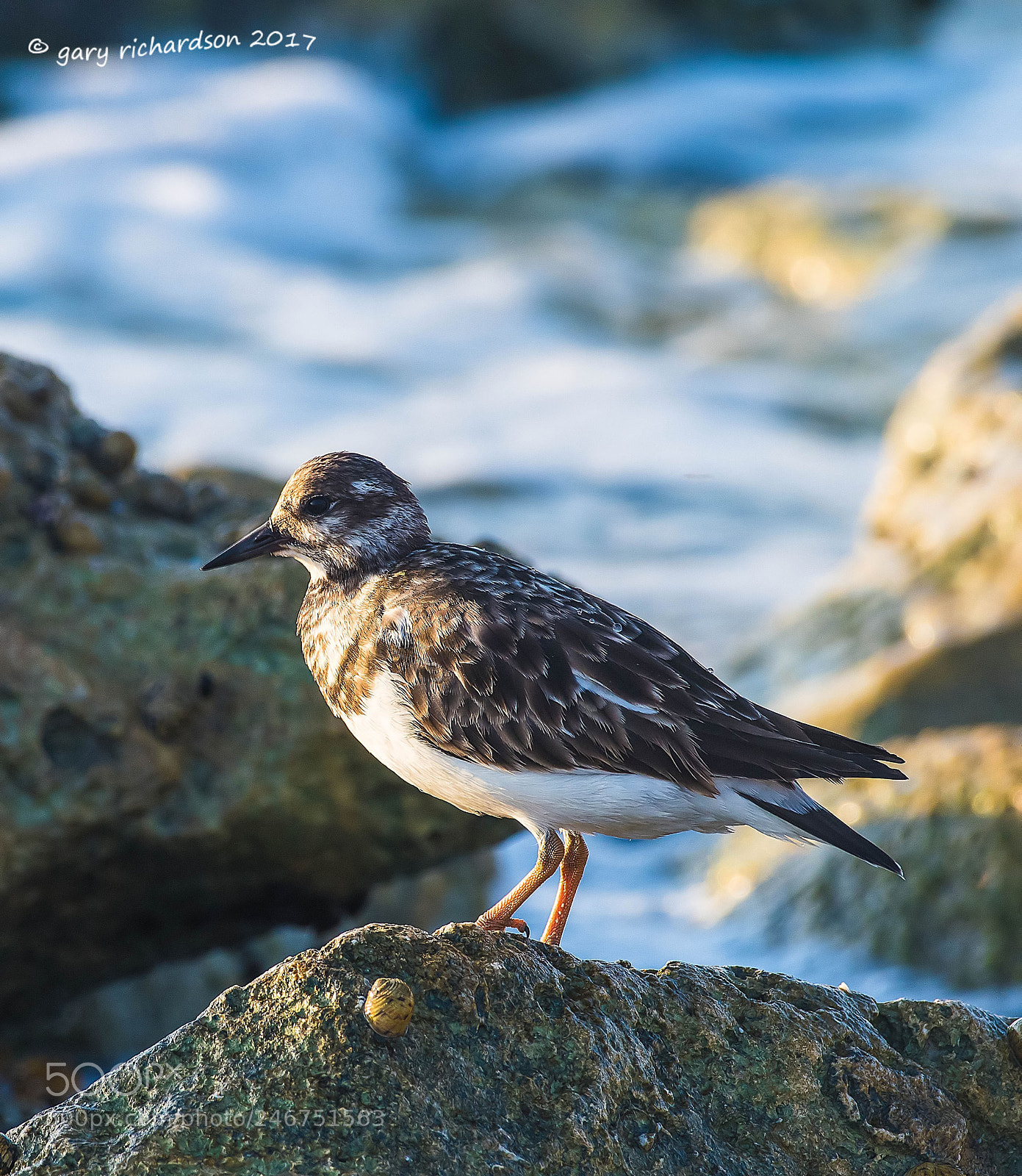 Nikon D500 sample photo. Ruddy turnstone mexico photography
