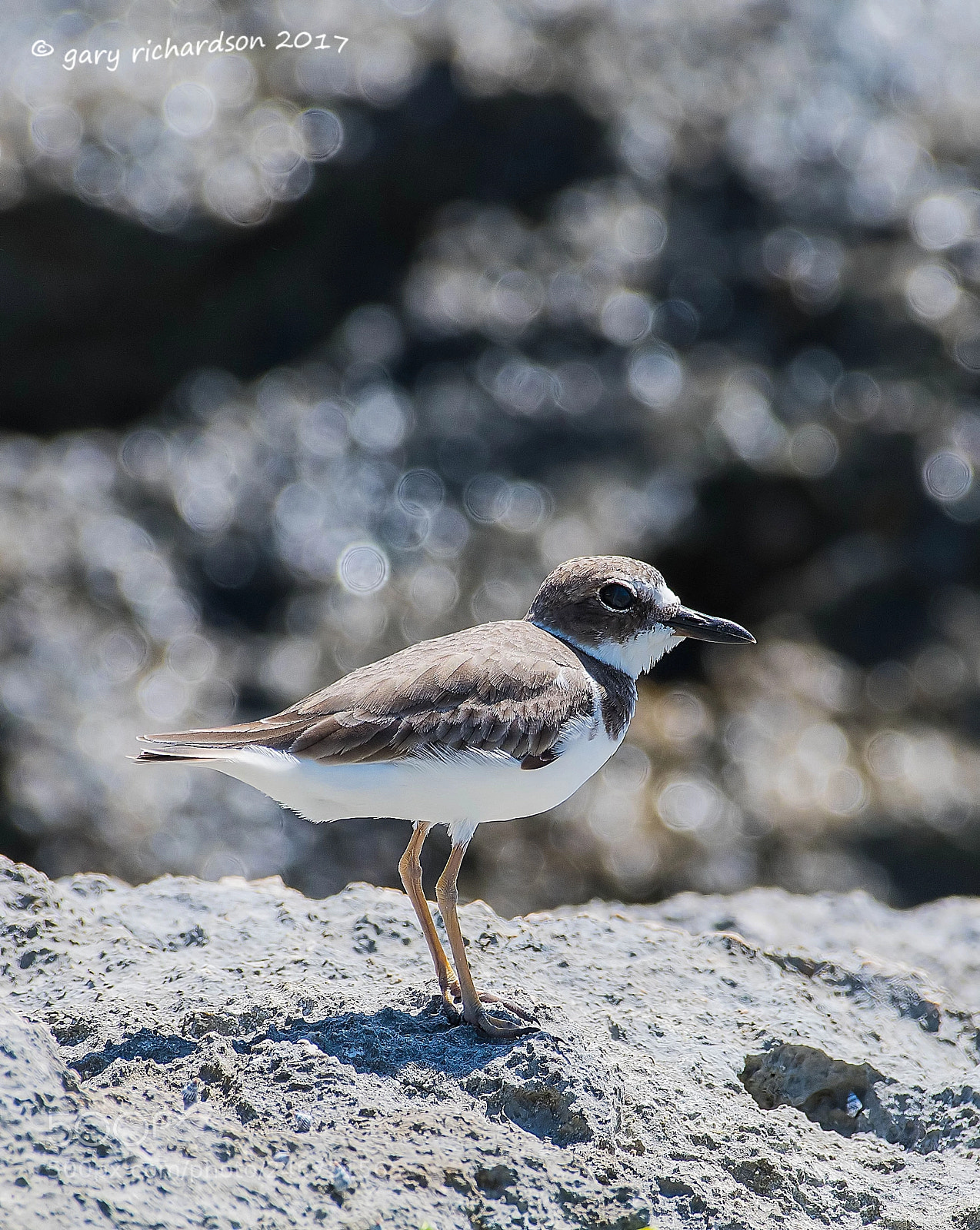 Nikon D500 sample photo. Semi palmated plover mexico photography
