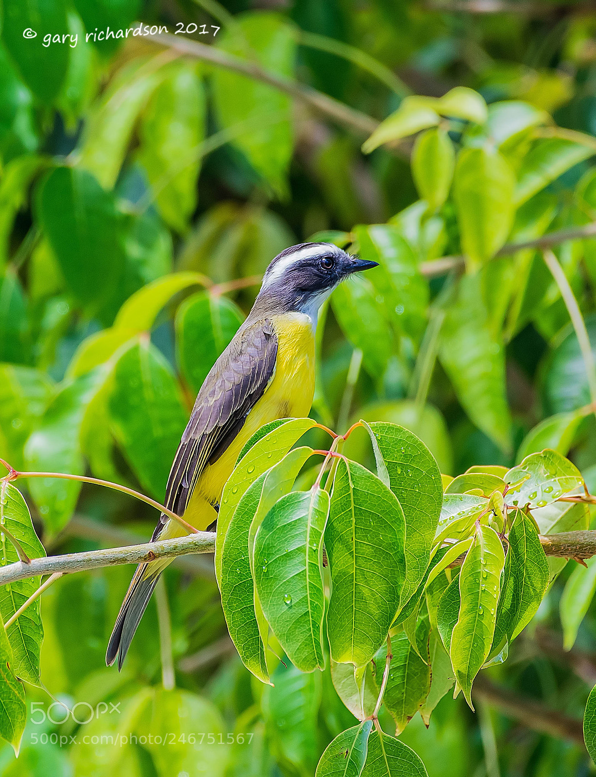 Nikon D500 sample photo. Social flycatcher mexico photography