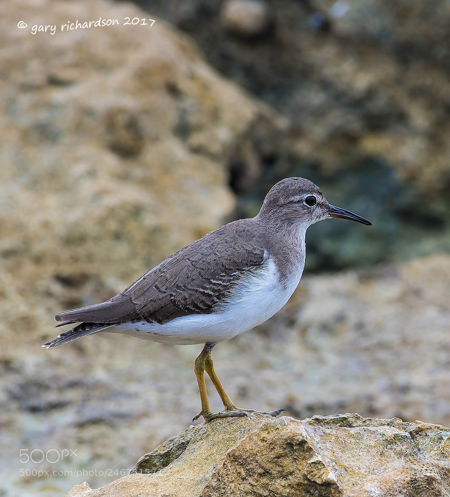 Nikon D500 sample photo. Spotted sandpiper mexico photography