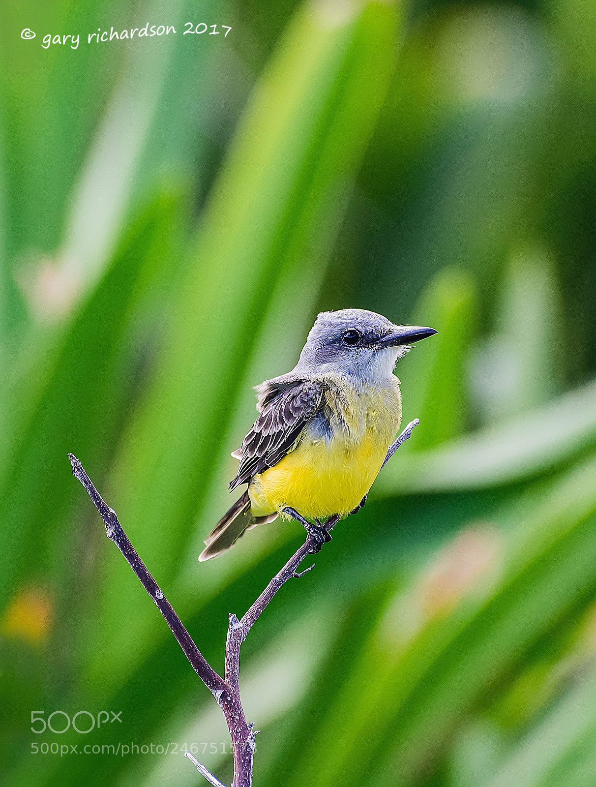 Nikon D500 sample photo. Tropical kingbird mexico photography