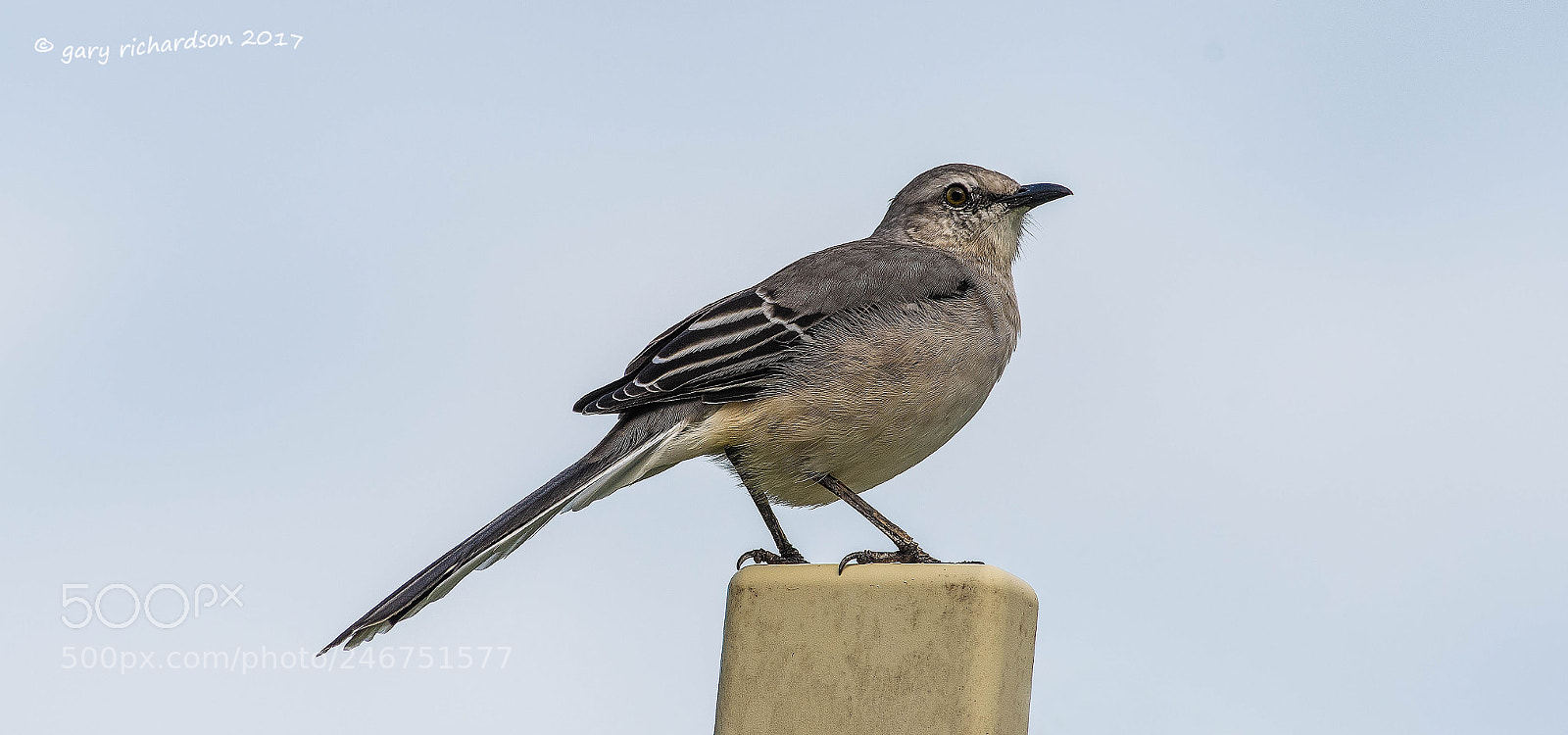 Nikon D500 sample photo. Tropical mockingbird mexico () photography