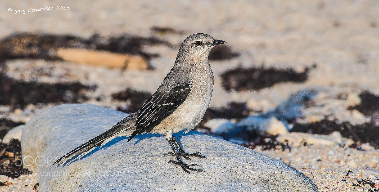 Nikon D500 sample photo. Tropical mockingbird mexico () photography