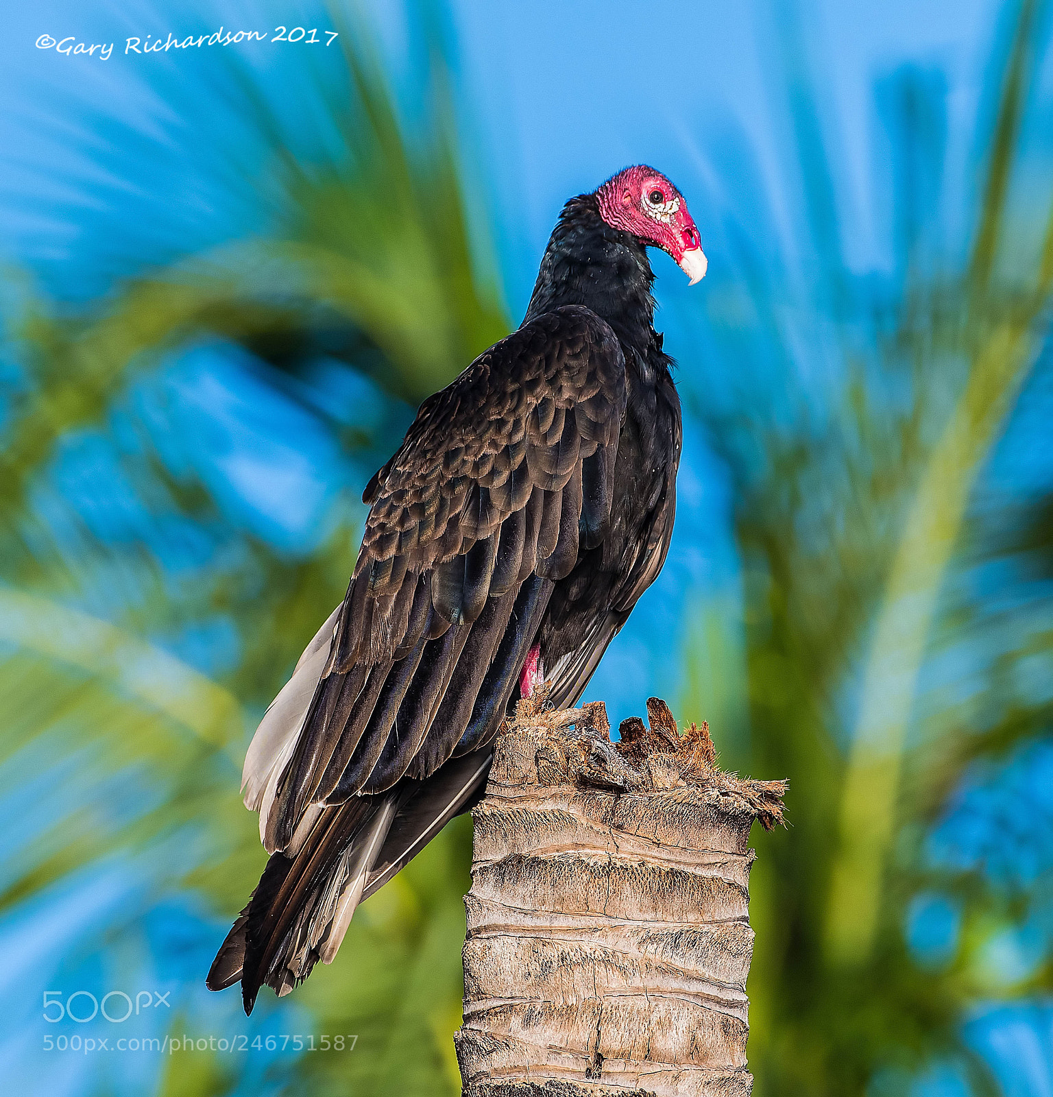 Nikon D500 sample photo. Turkey vulture mexico photography