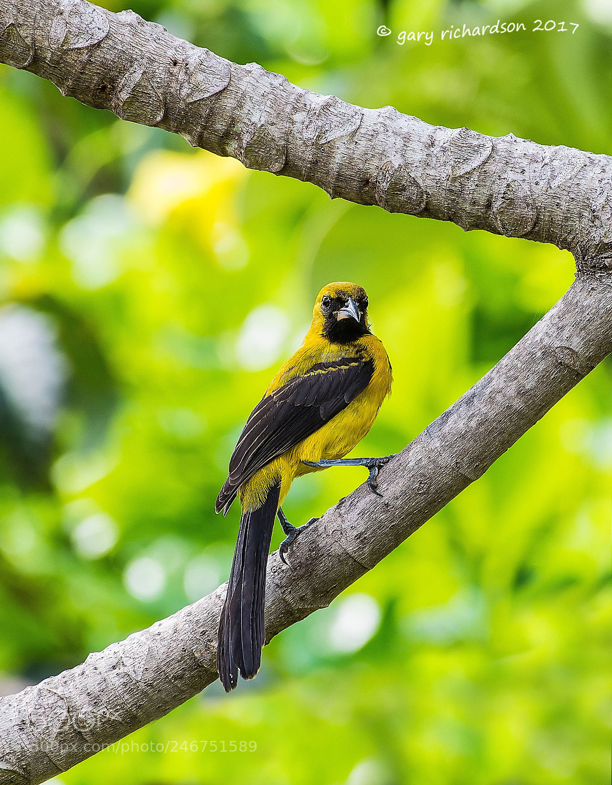 Nikon D500 sample photo. Yellow backed oriole mexico () photography