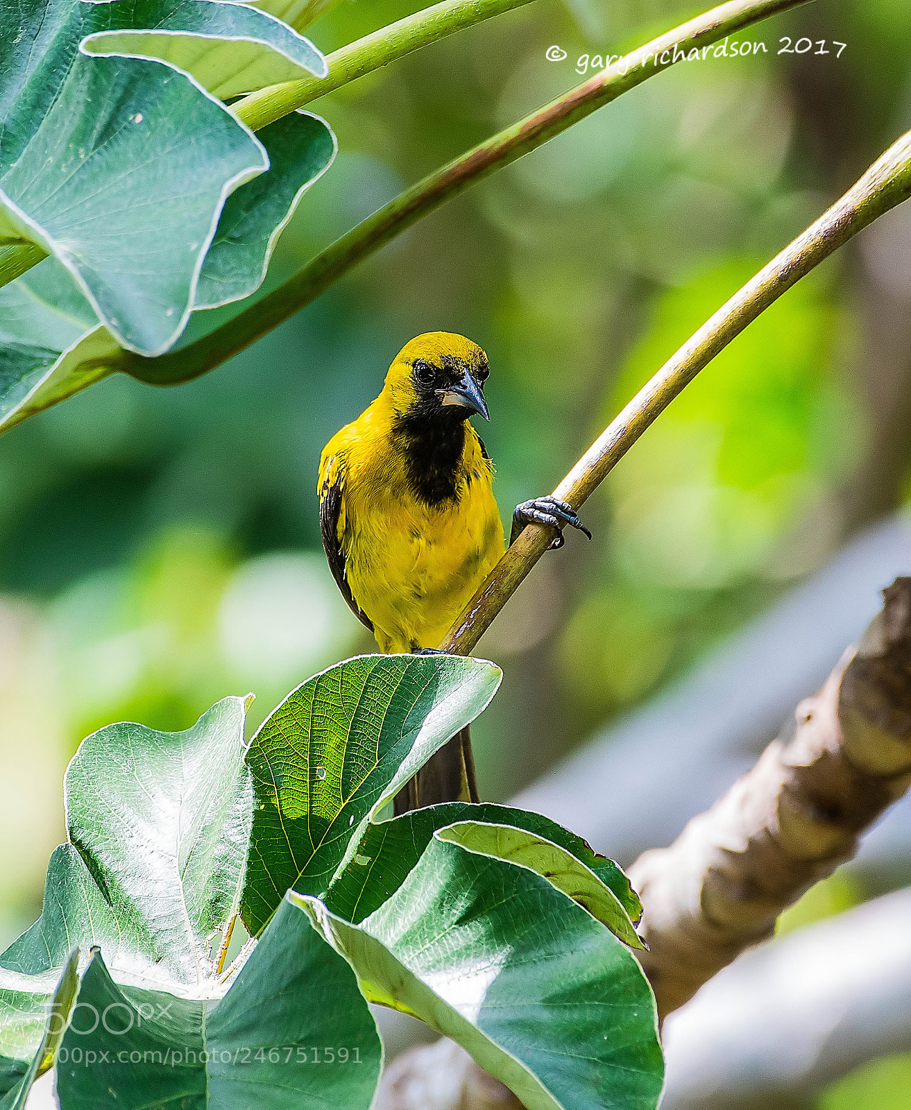 Nikon D500 sample photo. Yellow backed oriole mexico () photography