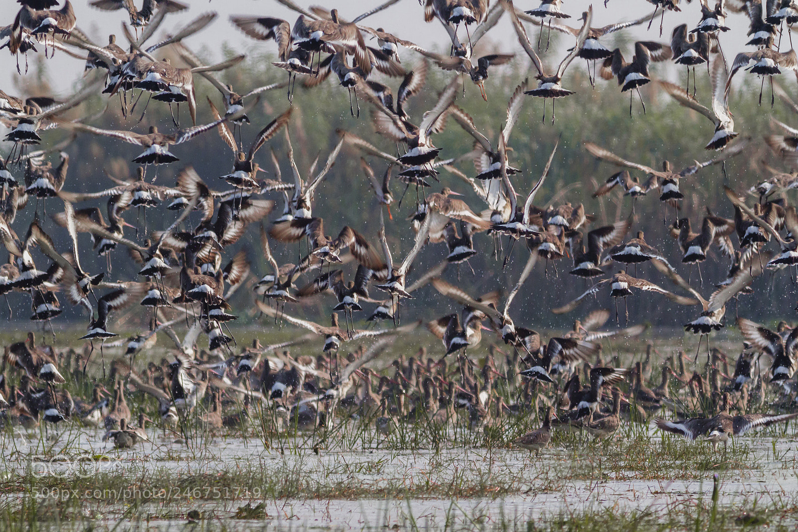 Canon EOS 7D sample photo. Rush hour | black-tailed godwit photography
