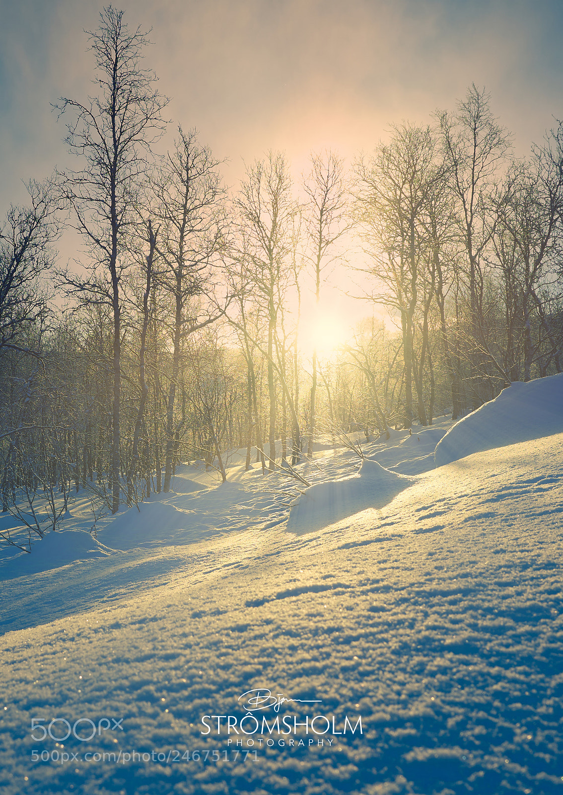 Olympus OM-D E-M1 Mark II sample photo. Frosty photography