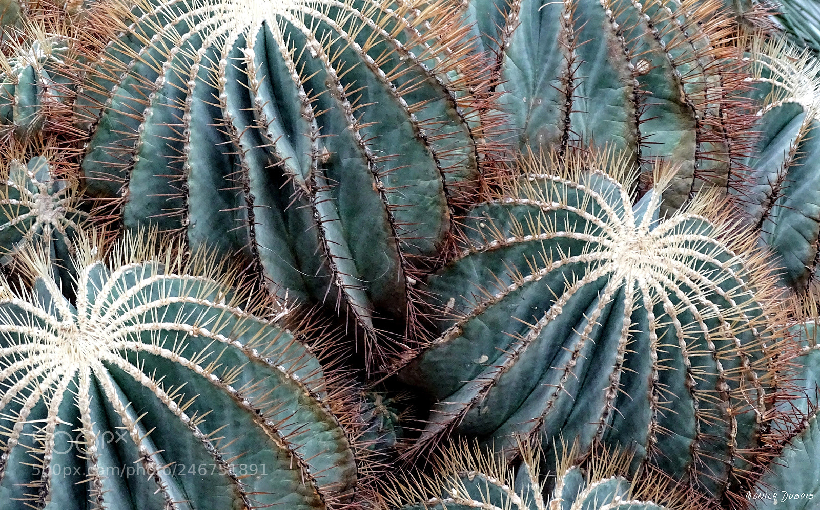 Sony Cyber-shot DSC-HX400V sample photo. Cactus grisaceos photography
