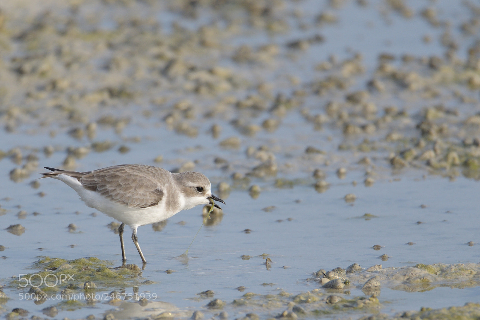 Nikon D500 sample photo. Sand plover feeding photography