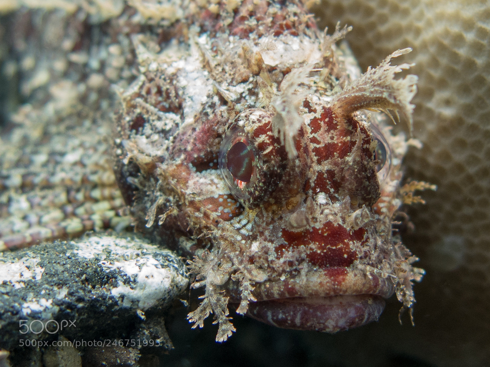 Canon PowerShot G16 sample photo. Scorpion fish portrait photography