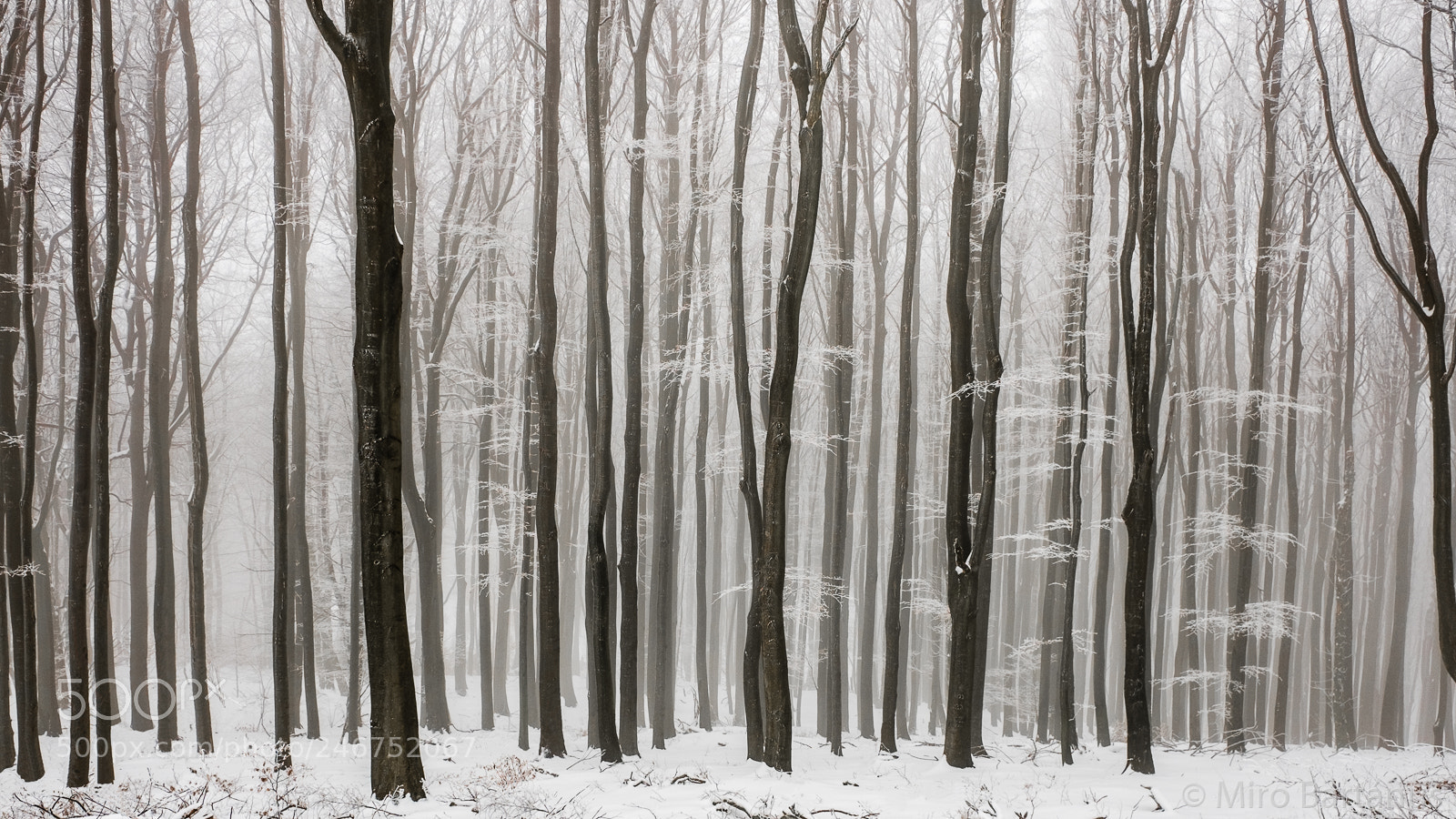 Fujifilm X70 sample photo. Lines of forest photography