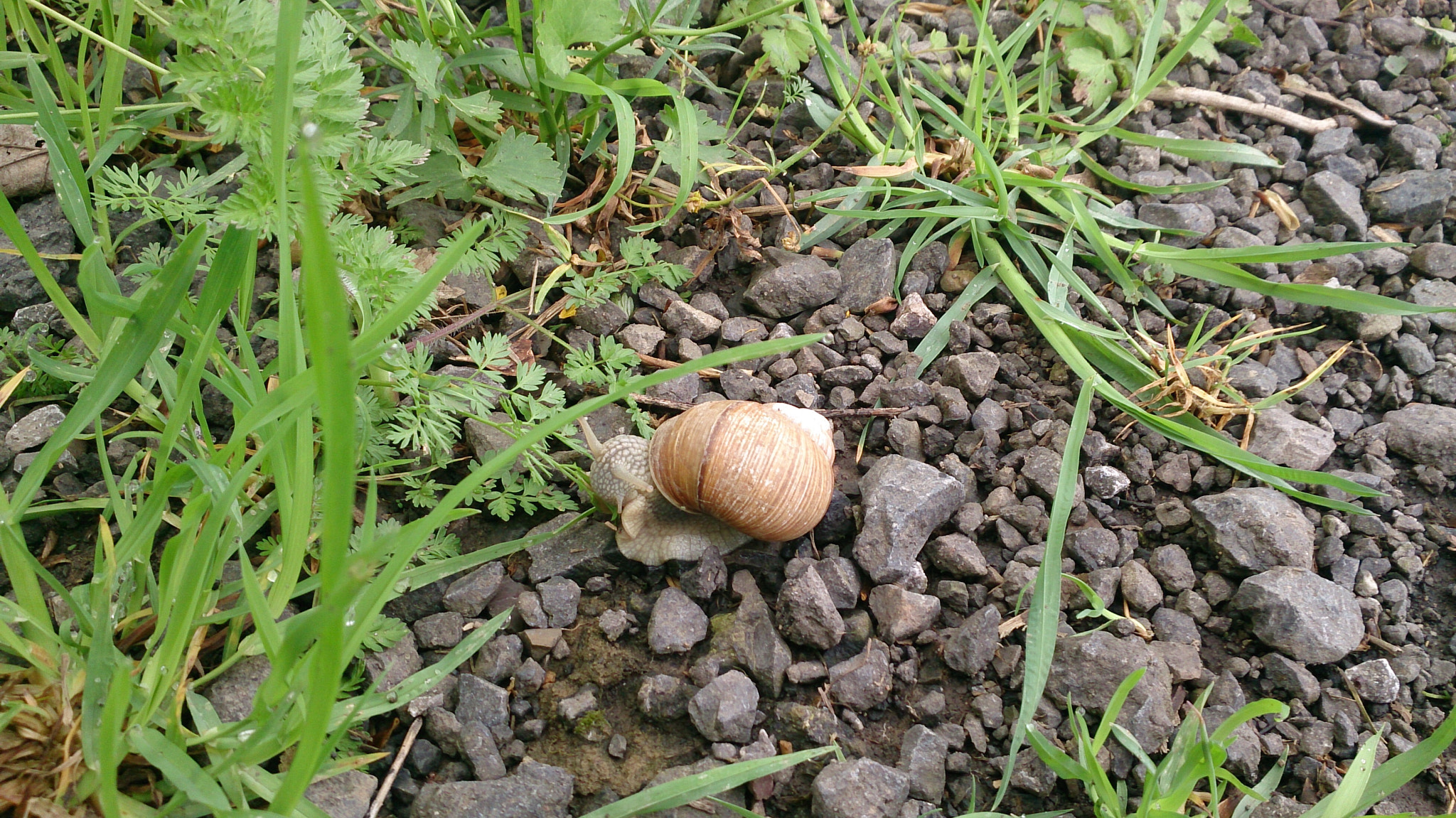 Sony Xperia Z sample photo. Schnecke photography