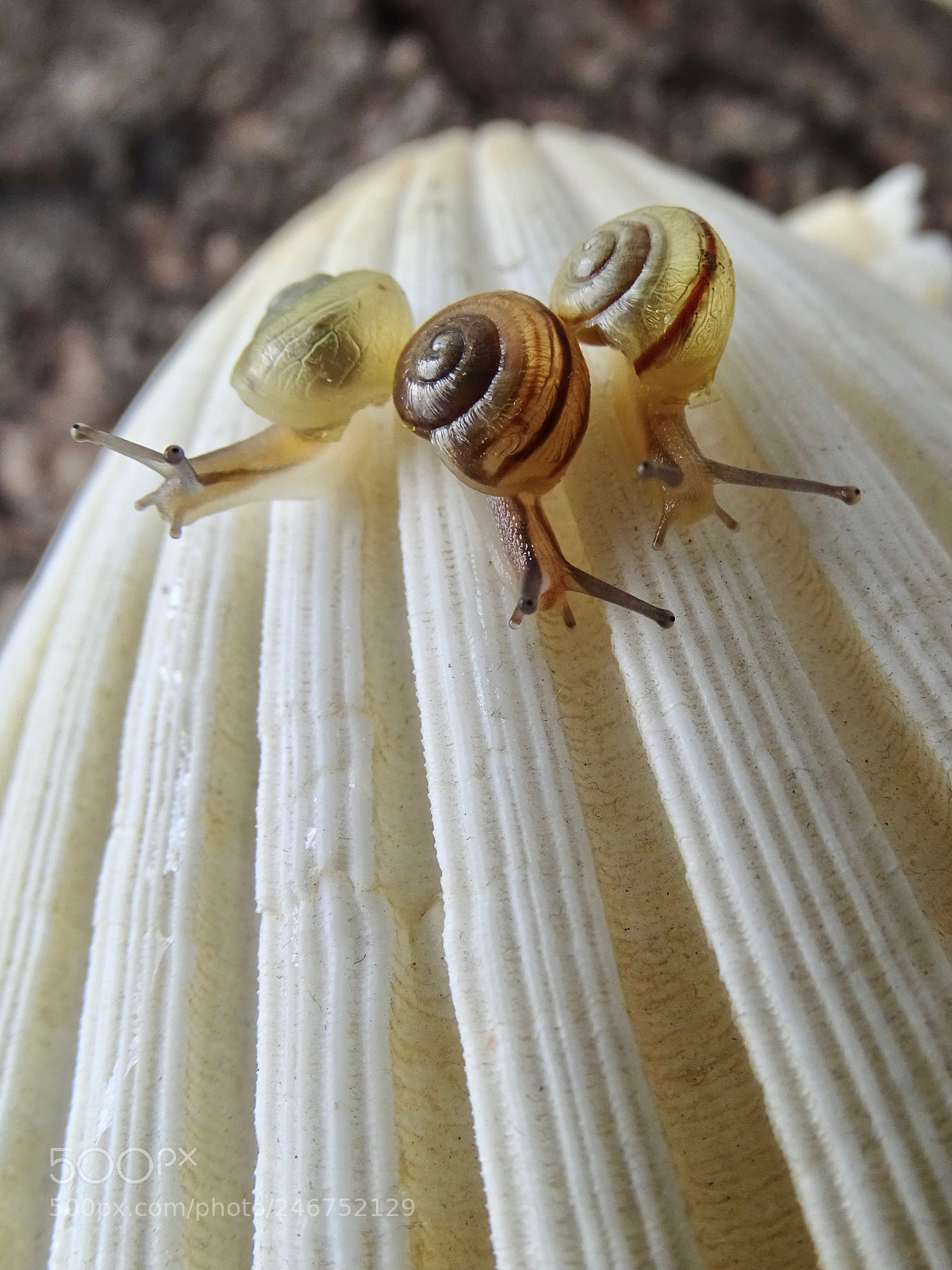 Sony Cyber-shot DSC-HX400V sample photo. Snail race photography