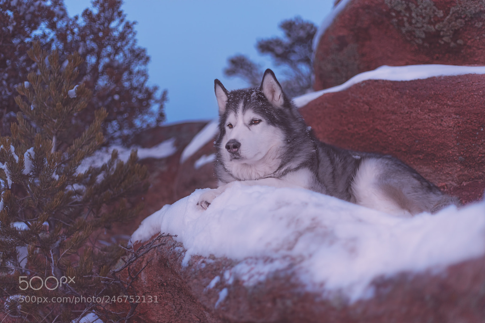 Canon EOS 5DS sample photo. Timber photography