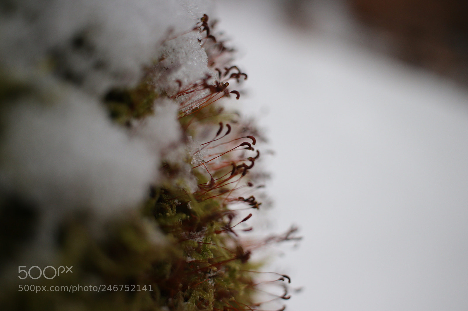 Canon EOS 77D (EOS 9000D / EOS 770D) sample photo. Untitled photography