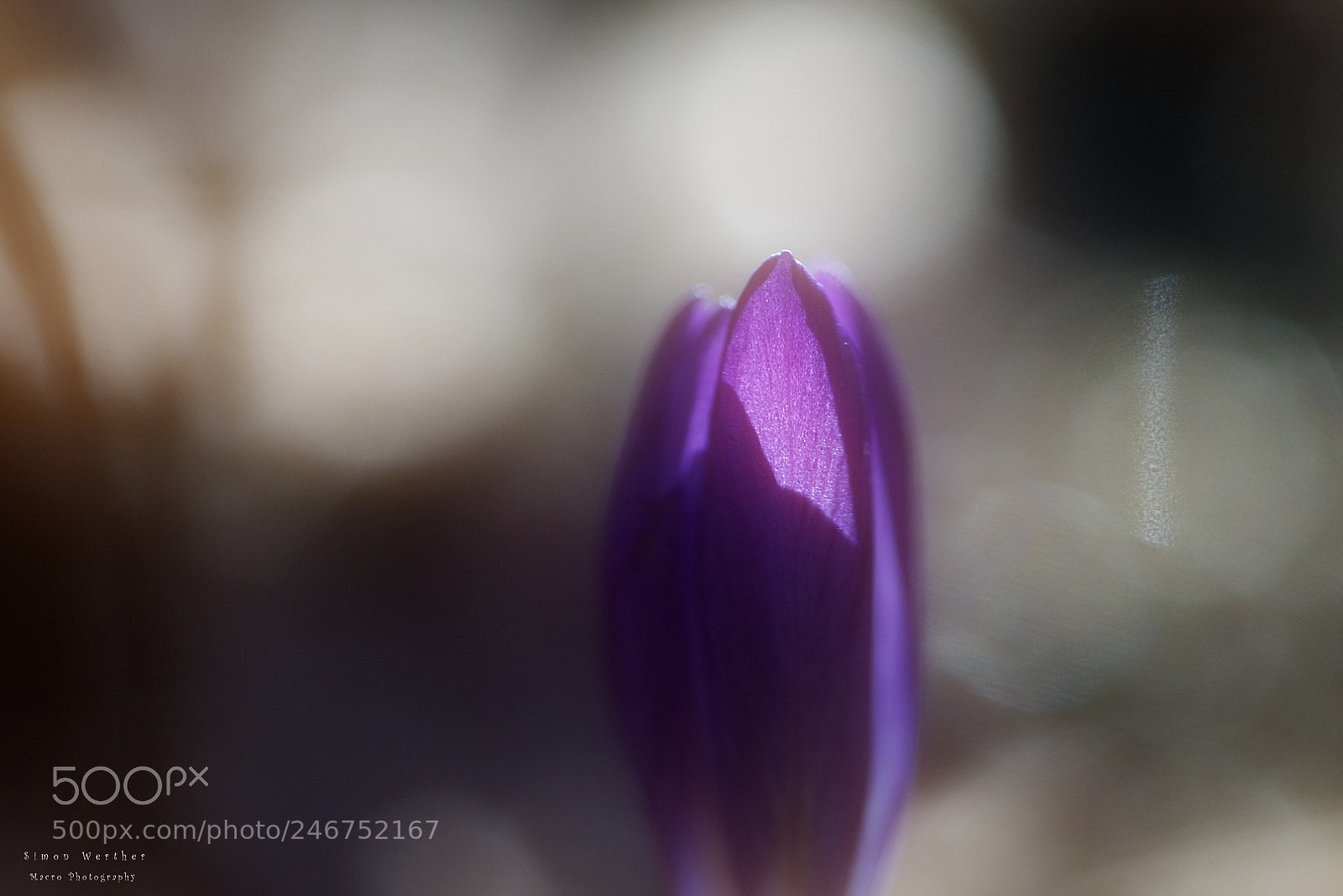 Nikon D5600 sample photo. Krokus photography