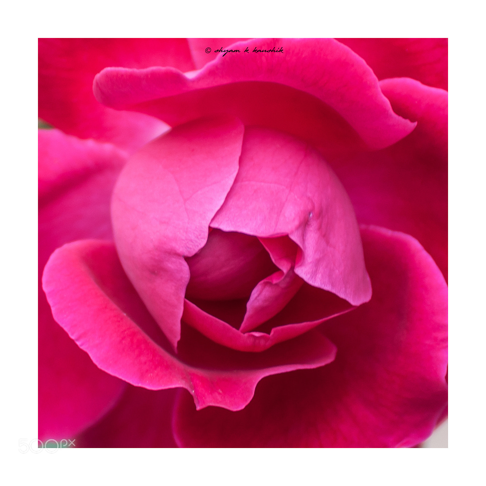 Nikon D5000 sample photo. Fb flower photography