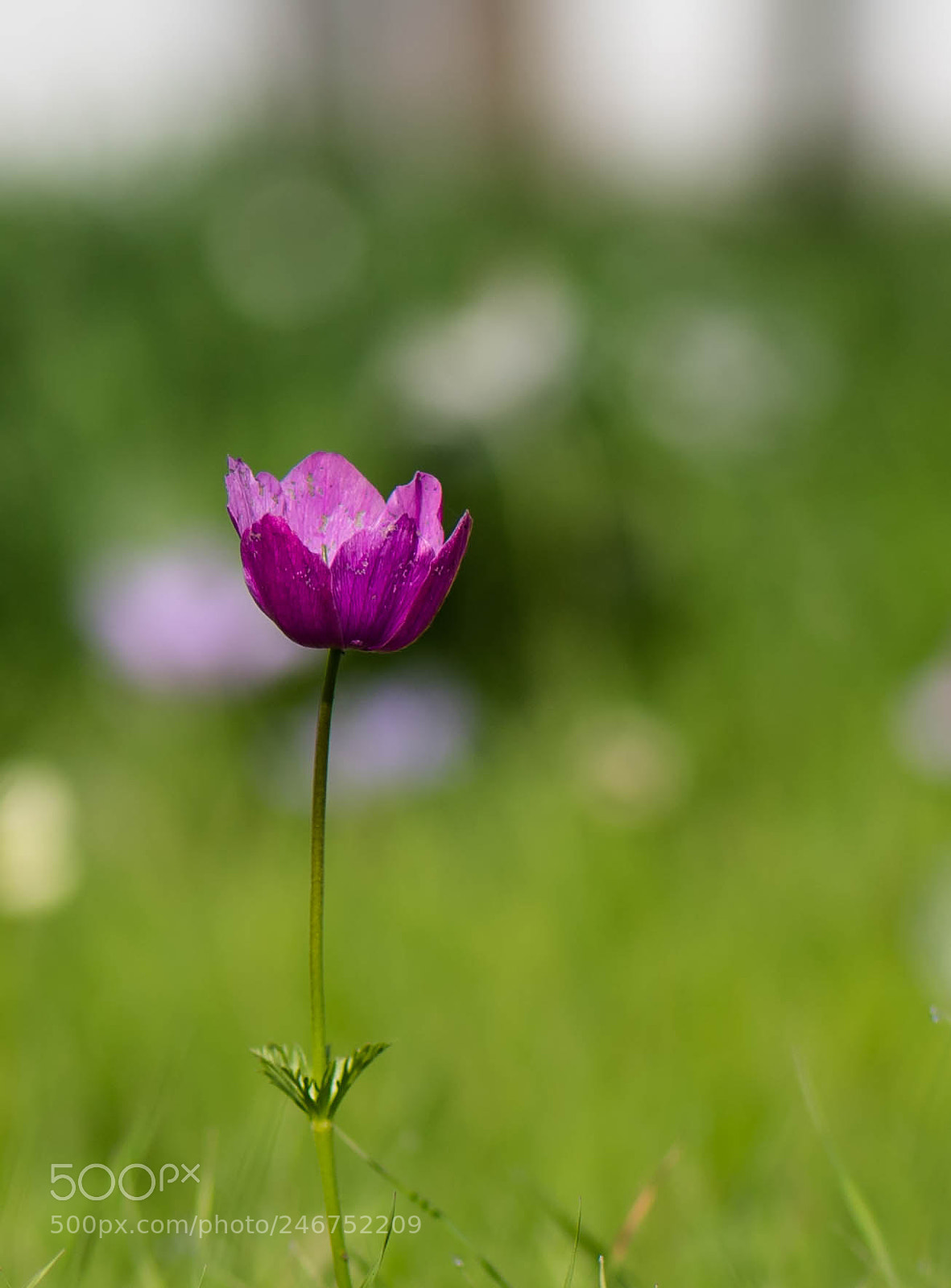 Nikon D5 sample photo. Untitled photography