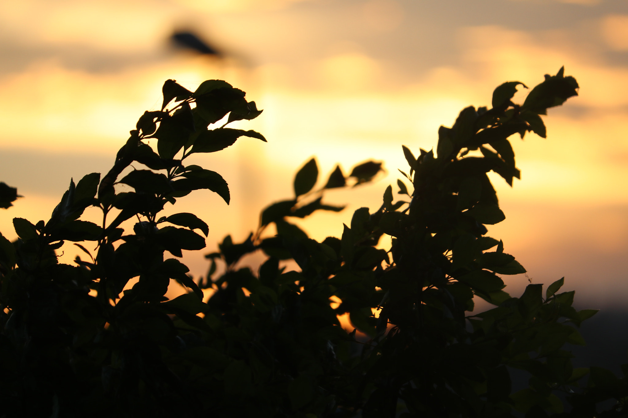 Canon EF-S 55-250mm F4-5.6 IS STM sample photo. Sunset behind a tree photography