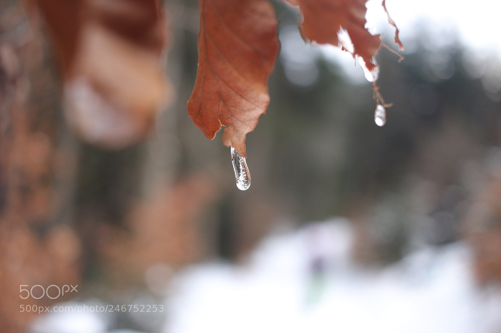 Canon EOS 77D (EOS 9000D / EOS 770D) sample photo. Untitled photography