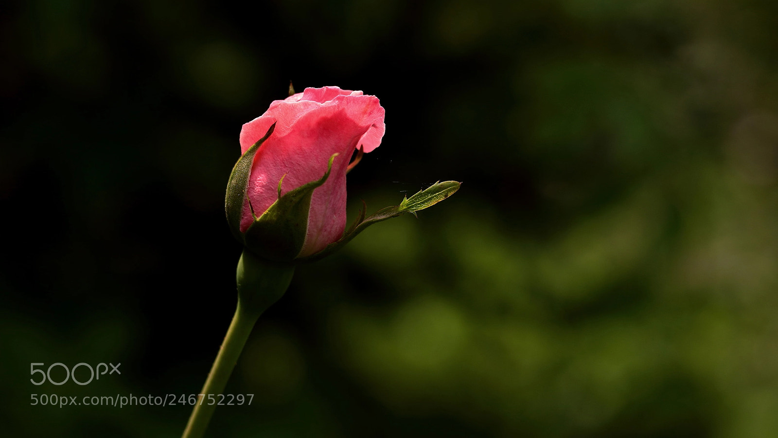 Canon EOS 7D Mark II sample photo. Rose is a rose photography